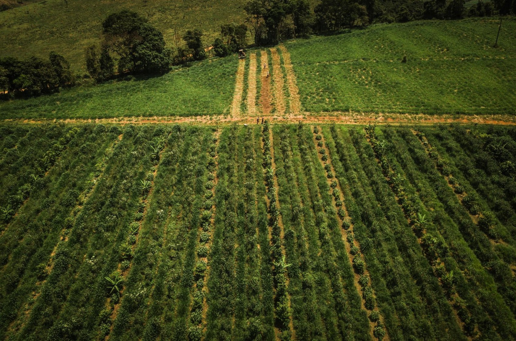 Vista aérea de linhas de plantio agroflorestal em área produtiva.