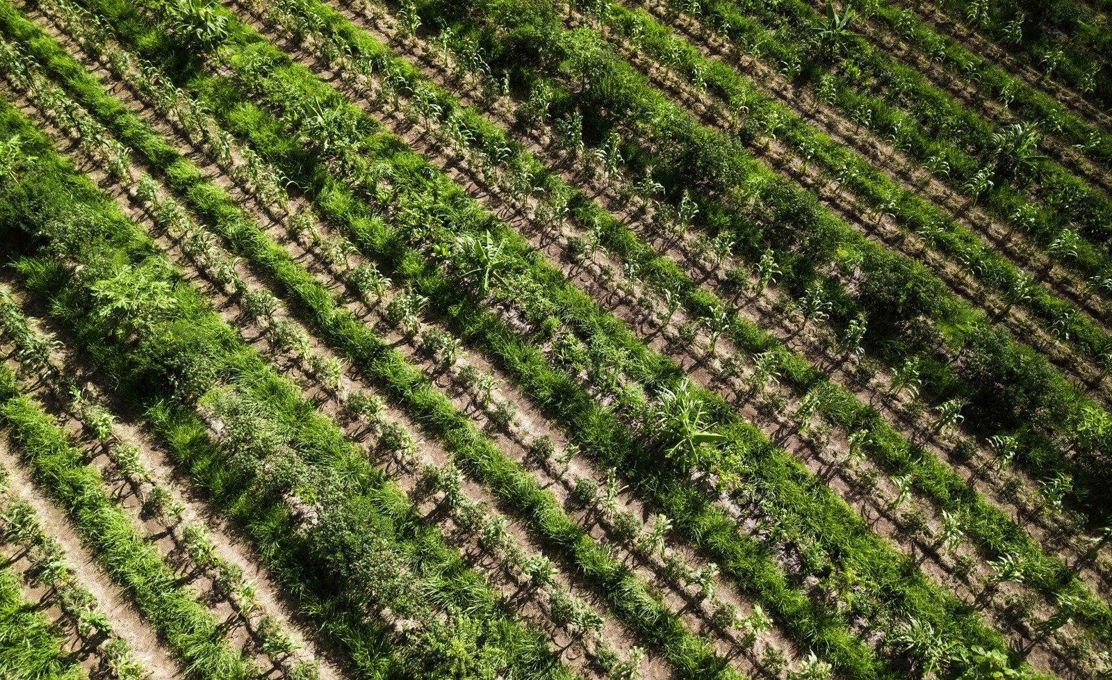 Linhas de plantio agroflorestal no acervo da Floresta Naveia.