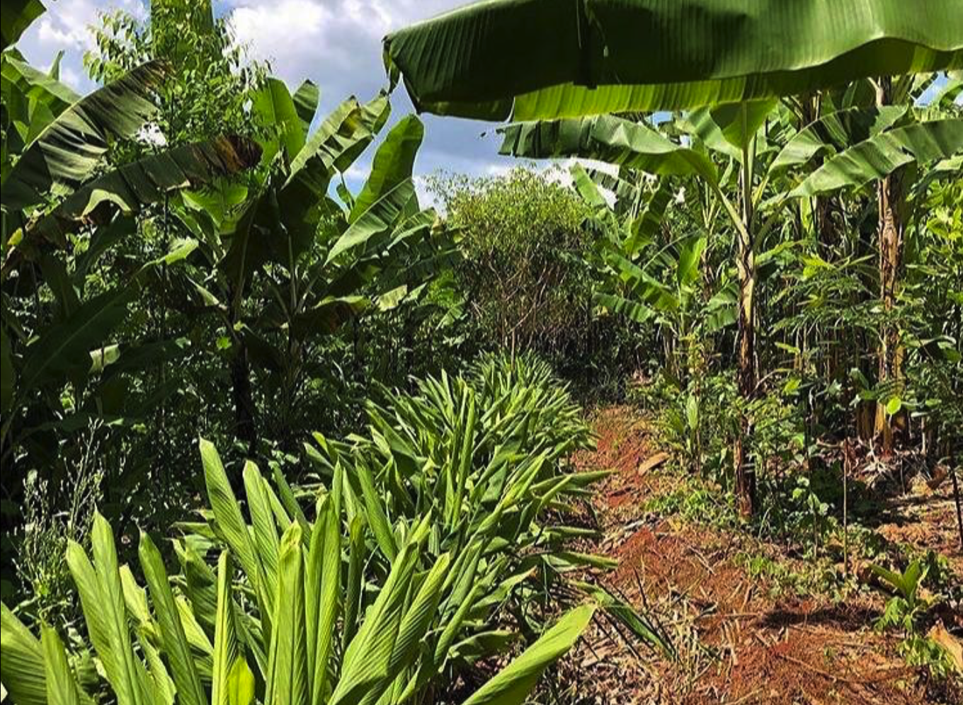 Agrofloresta da sede da Yacarantã, onde fica a coleção de matrizes.